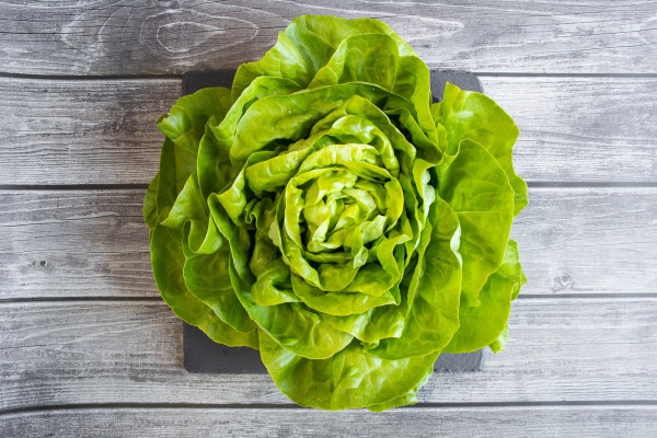 Bio Kopfsalat grün