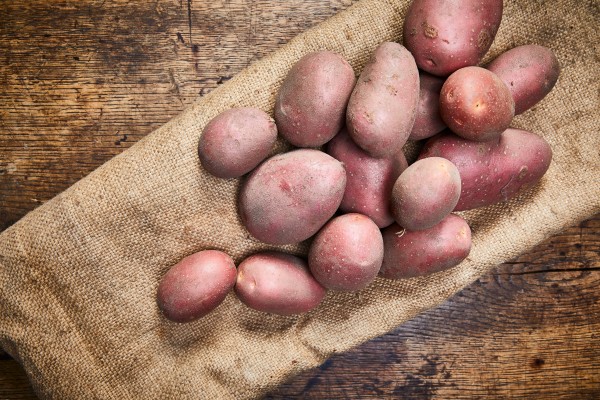 Bio Kartoffel Laura Vorwiegend Festkochend