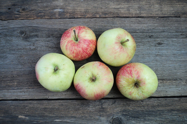 Bio Apfel Deljonka vom Obstarboretum Bielefeld