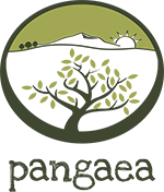 Pangaea Olivenöl
